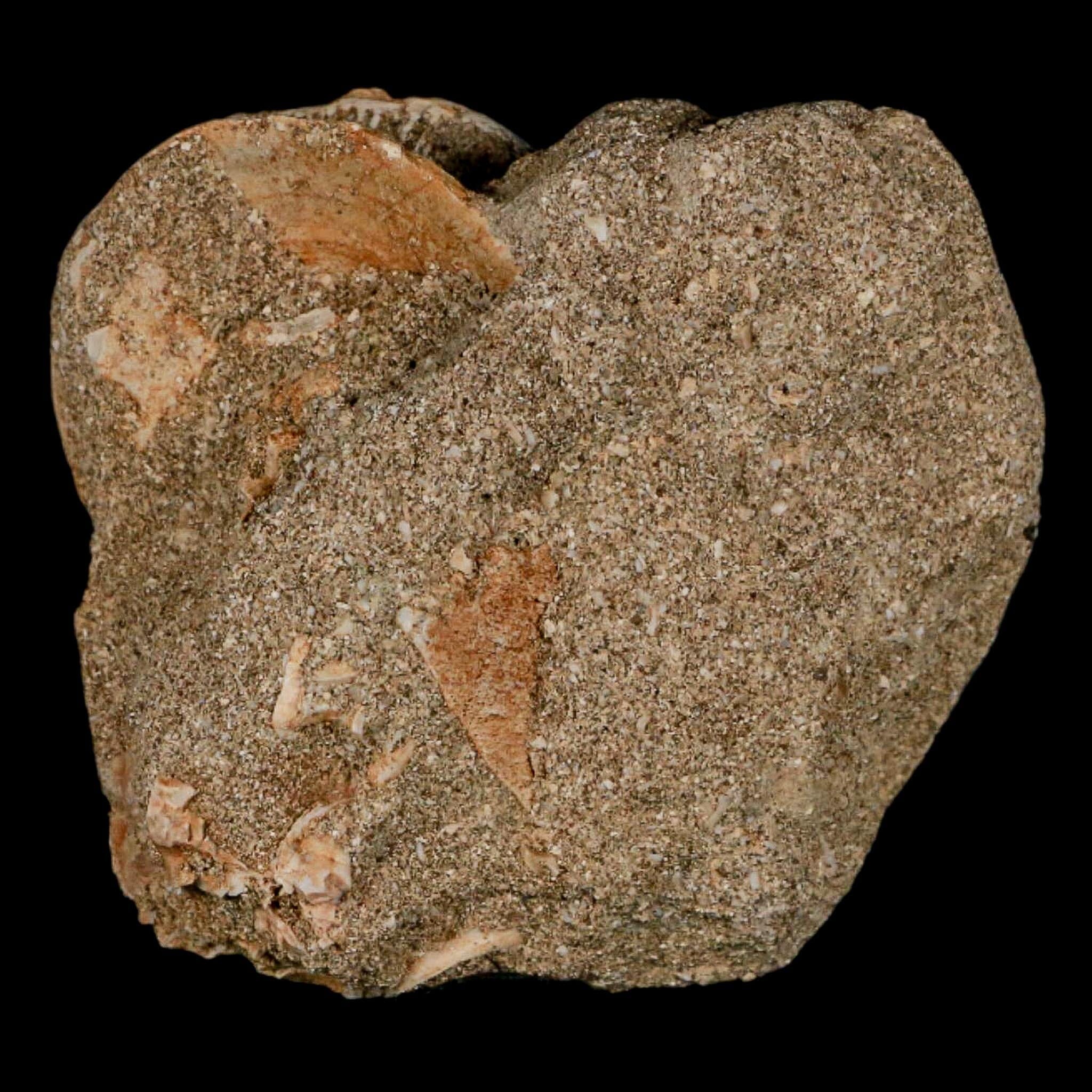 43MM Otodus Obliquus Shark Vertebrae Fossil Bone In Matrix Morocco COA - Fossil Age Minerals