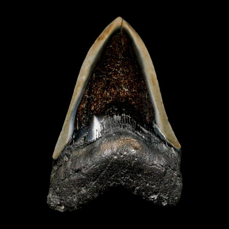 4.1" Quality Megalodon Shark Tooth Serrated Fossil Natural Miocene Age COA