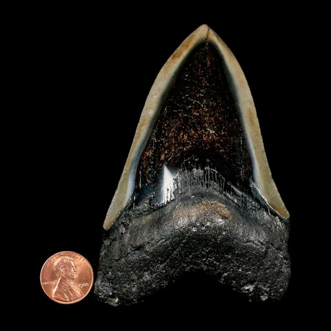 4.1" Quality Megalodon Shark Tooth Serrated Fossil Natural Miocene Age COA