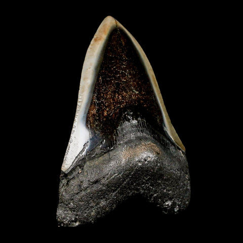 4.1" Quality Megalodon Shark Tooth Serrated Fossil Natural Miocene Age COA