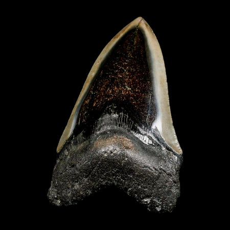 4.1" Quality Megalodon Shark Tooth Serrated Fossil Natural Miocene Age COA