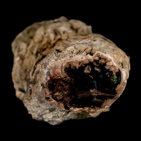 4.9" Fossilized Blue Forest Petrified Wood Limb Branch Eden Wyoming 50 Mil Yrs Old