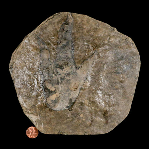 5.6" Grallator Variabilis Dinosaurs Tracks Foot Prints Jurassic Age France COA, Stand