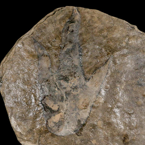 5.6" Grallator Variabilis Dinosaurs Tracks Foot Prints Jurassic Age France COA, Stand