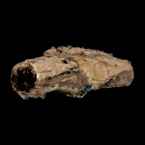 4.9" Fossilized Blue Forest Petrified Wood Limb Branch Eden Wyoming 50 Mil Yrs Old - Fossil Age Minerals