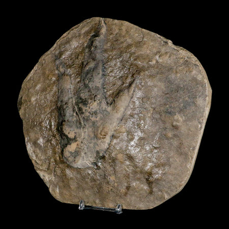 5.6" Grallator Variabilis Dinosaurs Tracks Foot Prints Jurassic Age France COA, Stand