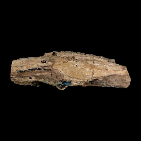 4.9" Fossilized Blue Forest Petrified Wood Limb Branch Eden Wyoming 50 Mil Yrs Old - Fossil Age Minerals