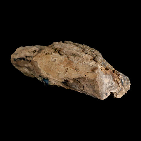 4.9" Fossilized Blue Forest Petrified Wood Limb Branch Eden Wyoming 50 Mil Yrs Old - Fossil Age Minerals