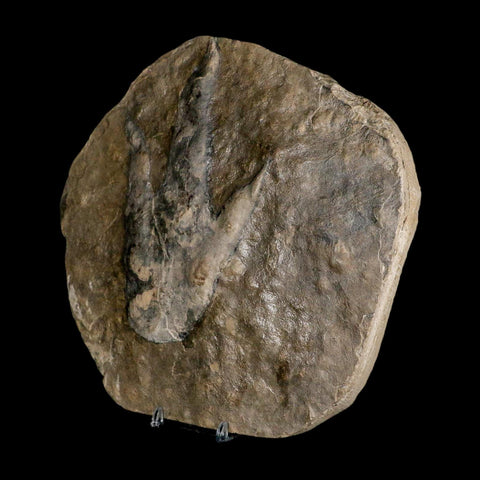 5.6" Grallator Variabilis Dinosaurs Tracks Foot Prints Jurassic Age France COA, Stand