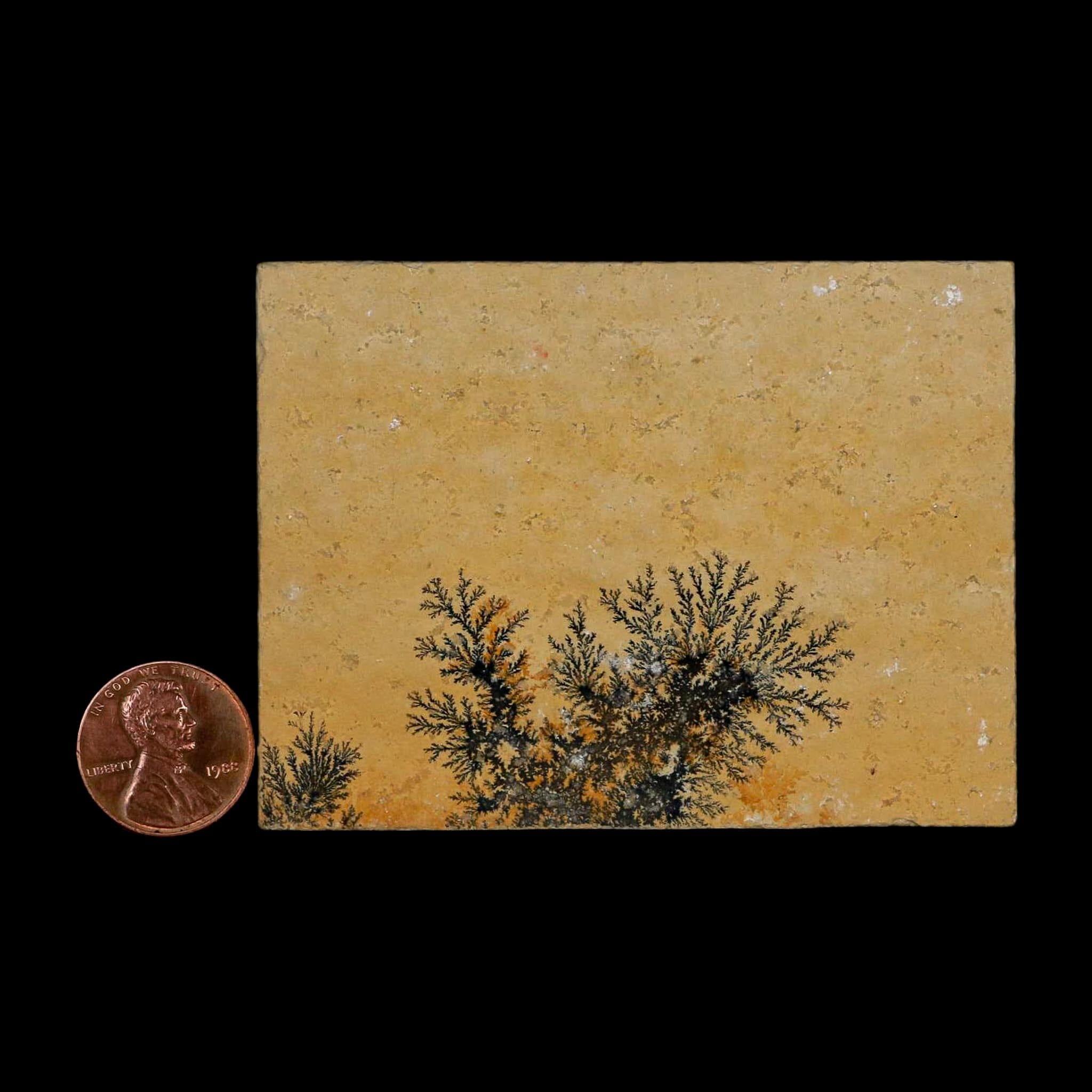 3.1" Pyrolusite Dendritic Limestone Solnhofen Upper Jurassic Age West Germany - Fossil Age Minerals