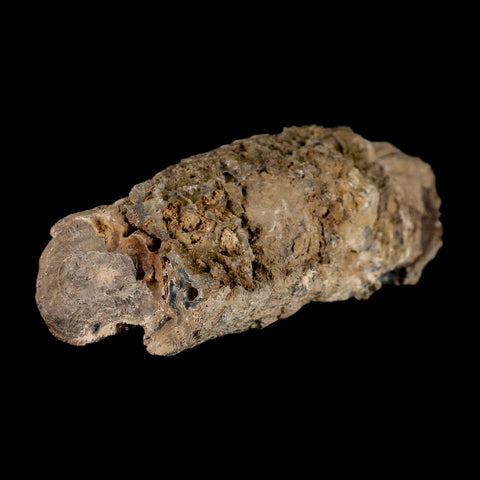 4.9" Fossilized Blue Forest Petrified Wood Limb Branch Eden Wyoming 50 Mil Yrs Old - Fossil Age Minerals