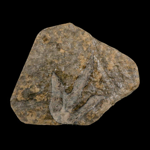 5.3" Grallator Variabilis Dinosaurs Tracks Foot Prints Jurassic Age France COA, Stand