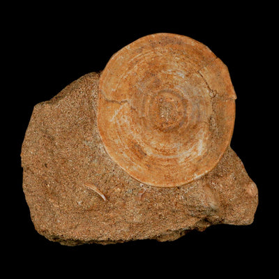 49MM Otodus Obliquus Shark Vertebrae Fossil Bone In Matrix Morocco COA