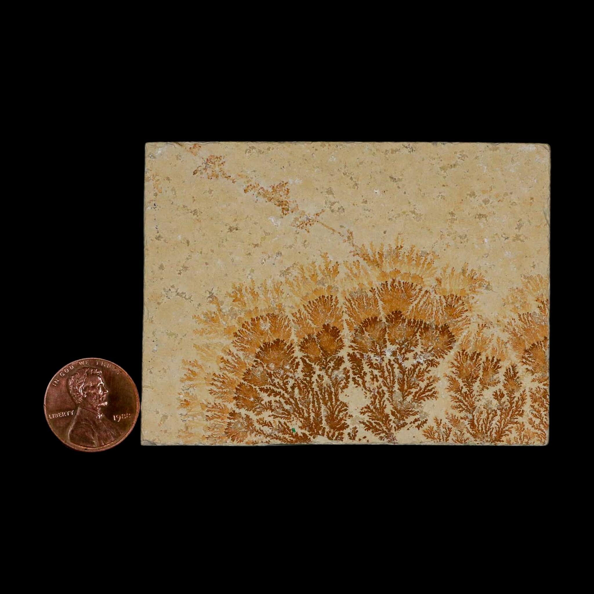3.1" Pyrolusite Dendritic Limestone Solnhofen Upper Jurassic Age West Germany - Fossil Age Minerals