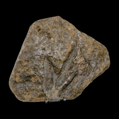 5.3" Grallator Variabilis Dinosaurs Tracks Foot Prints Jurassic Age France COA, Stand