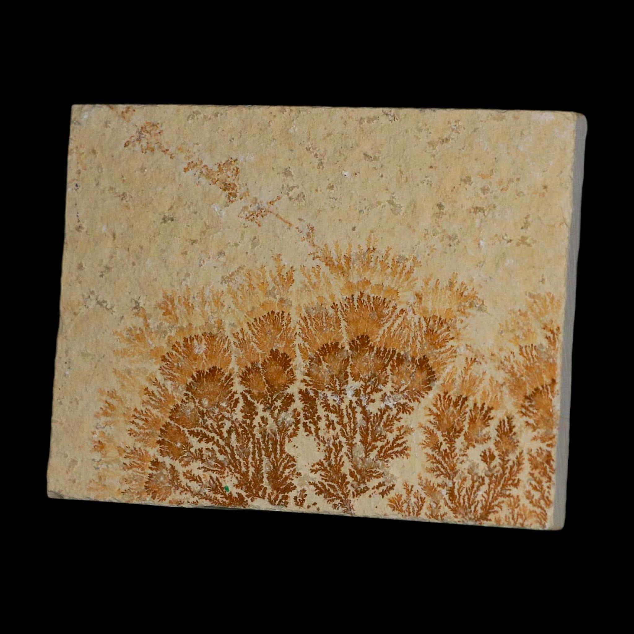 3.1" Pyrolusite Dendritic Limestone Solnhofen Upper Jurassic Age West Germany - Fossil Age Minerals