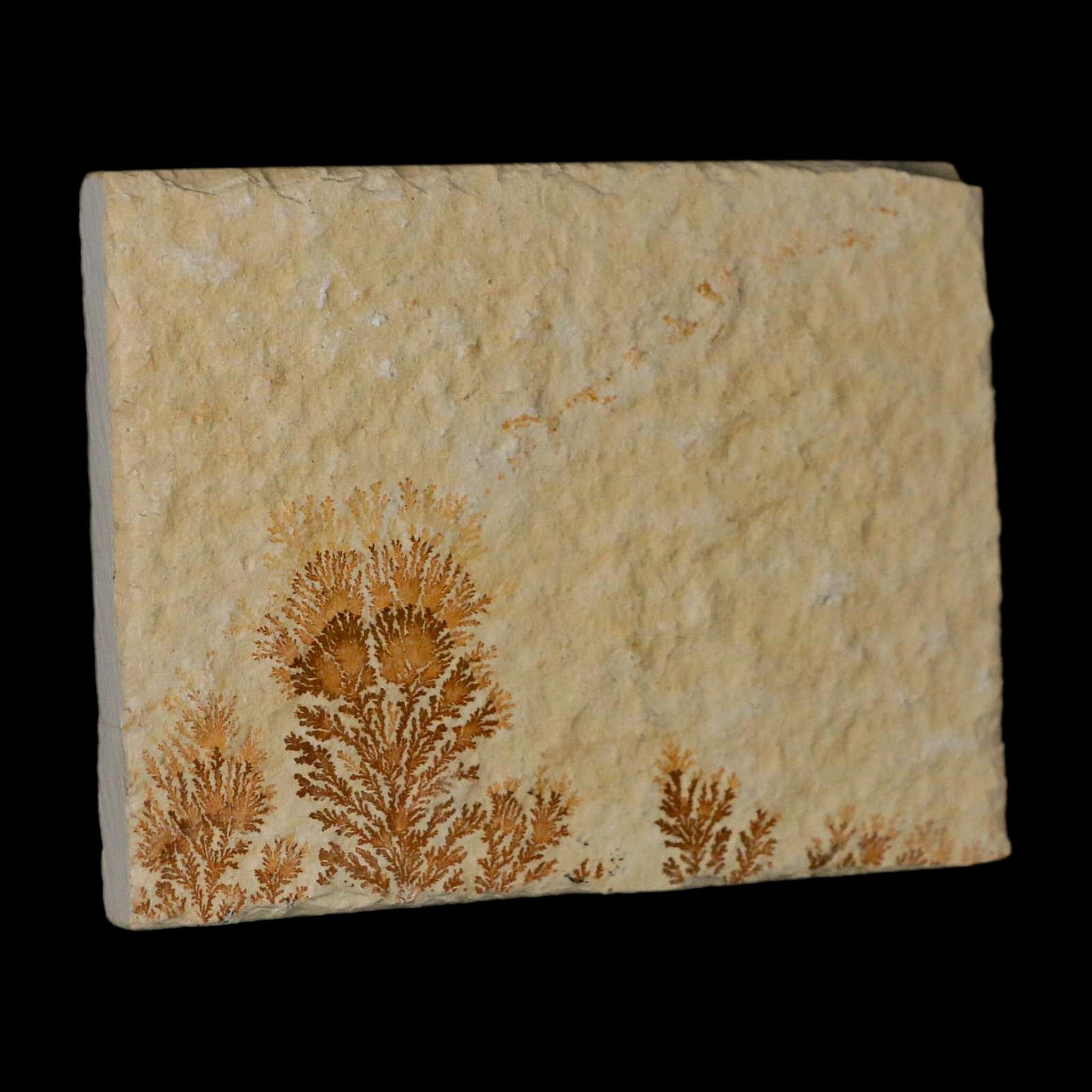 3.1" Pyrolusite Dendritic Limestone Solnhofen Upper Jurassic Age West Germany - Fossil Age Minerals