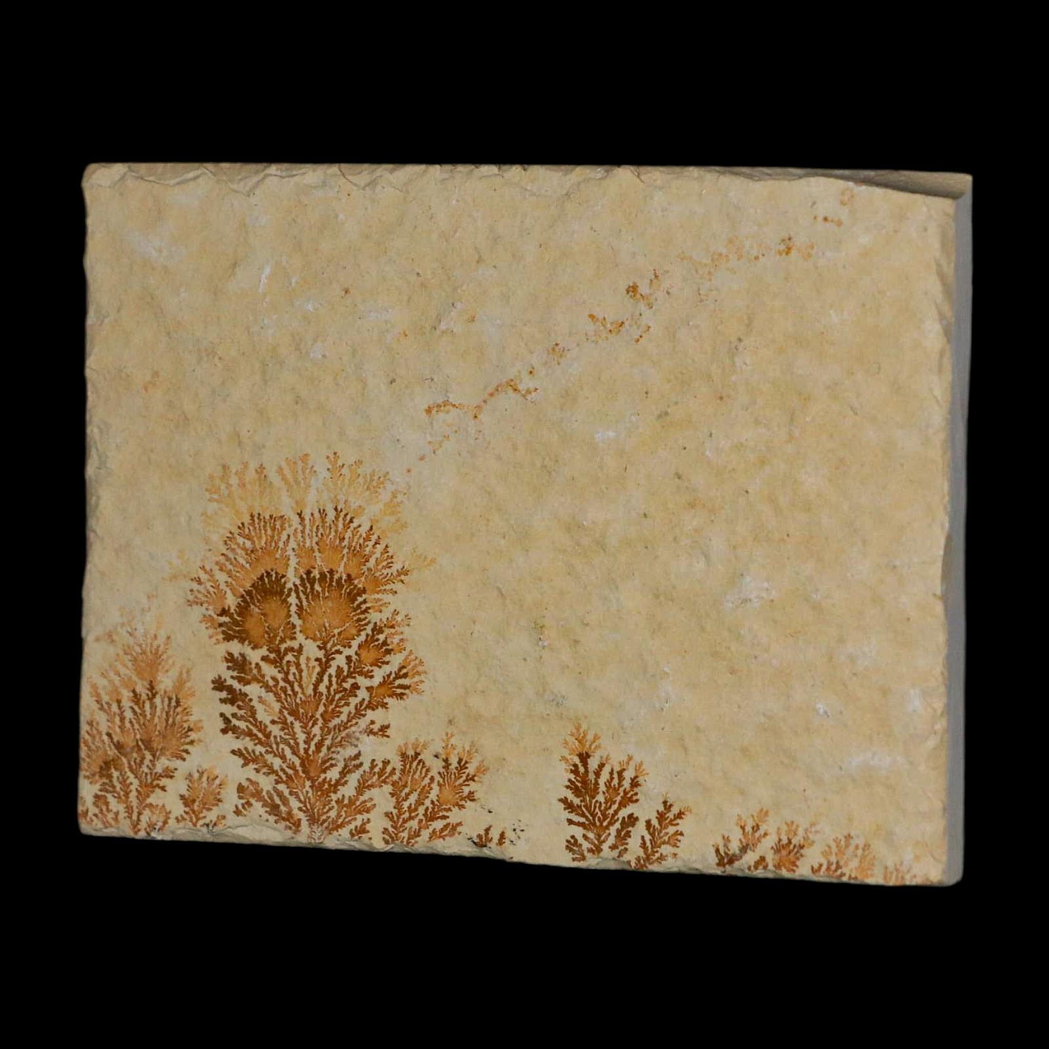 3.1" Pyrolusite Dendritic Limestone Solnhofen Upper Jurassic Age West Germany - Fossil Age Minerals