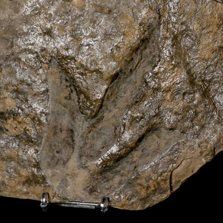 5.3" Grallator Variabilis Dinosaurs Tracks Foot Prints Jurassic Age France COA, Stand