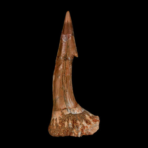 1.9" Sawfish Fossil Tooth Barb Onchopristis Numidus Cretaceous Dinosaur Era COA - Fossil Age Minerals