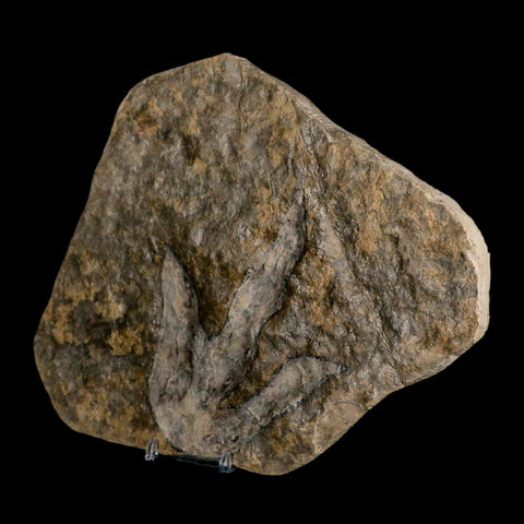 5.3" Grallator Variabilis Dinosaurs Tracks Foot Prints Jurassic Age France COA, Stand
