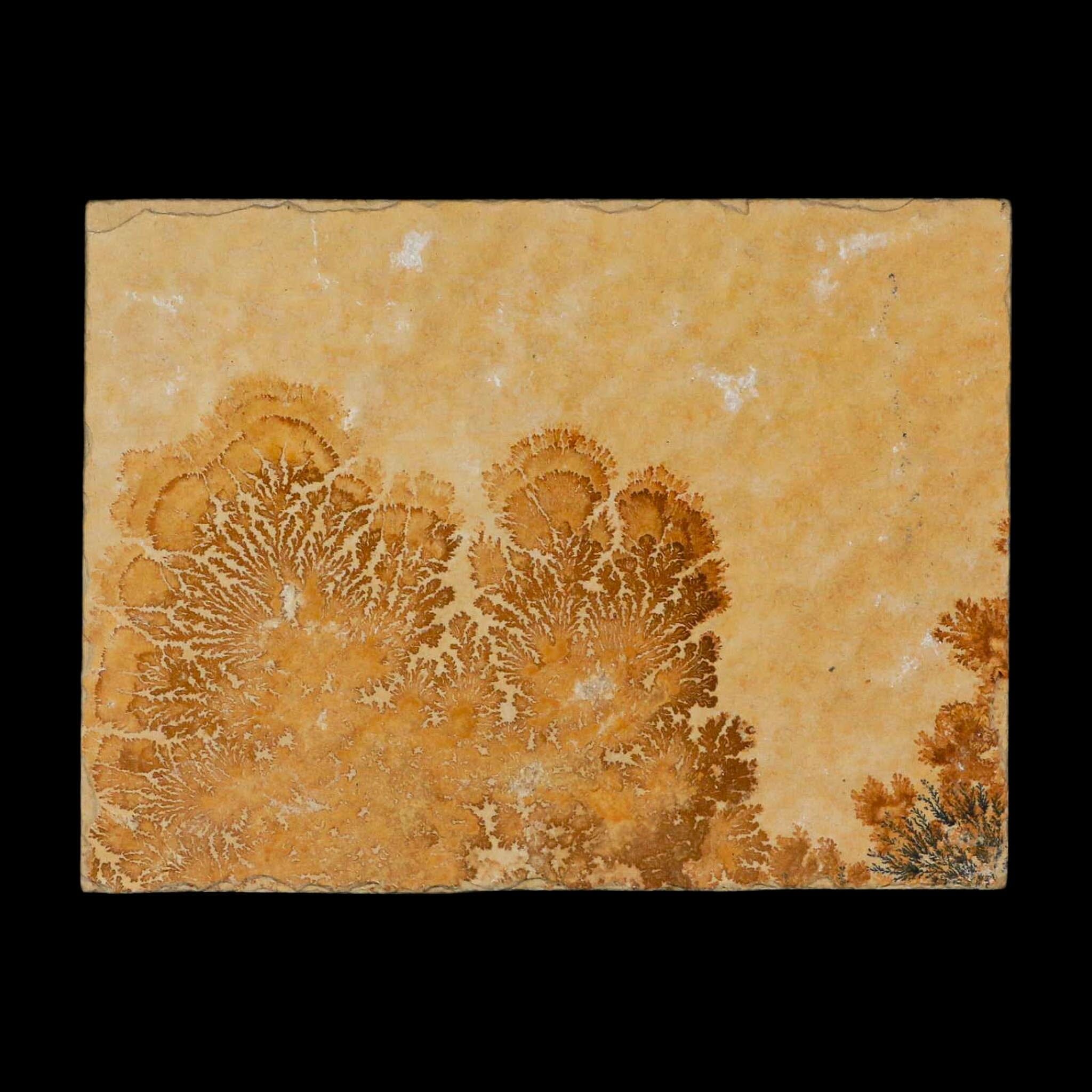 3.1" Pyrolusite Dendritic Limestone Solnhofen Upper Jurassic Age West Germany - Fossil Age Minerals