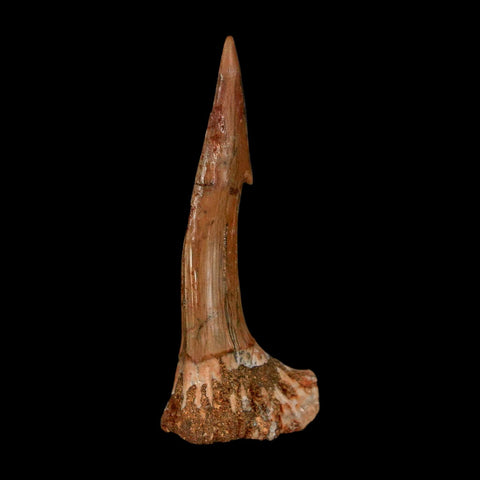 1.9" Sawfish Fossil Tooth Barb Onchopristis Numidus Cretaceous Dinosaur Era COA - Fossil Age Minerals