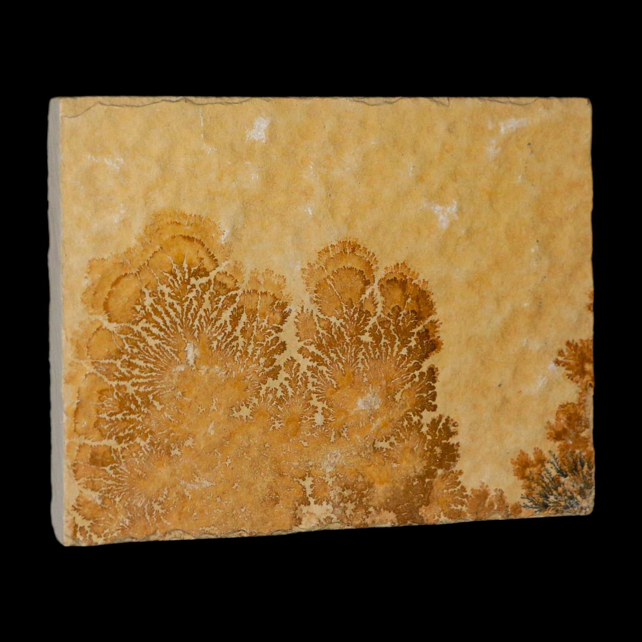 3.1" Pyrolusite Dendritic Limestone Solnhofen Upper Jurassic Age West Germany - Fossil Age Minerals