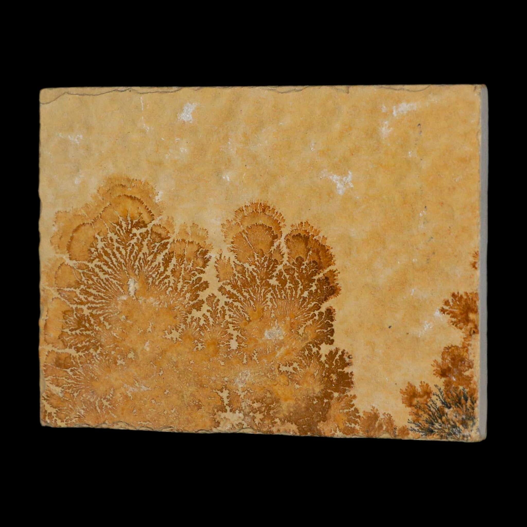 3.1" Pyrolusite Dendritic Limestone Solnhofen Upper Jurassic Age West Germany - Fossil Age Minerals