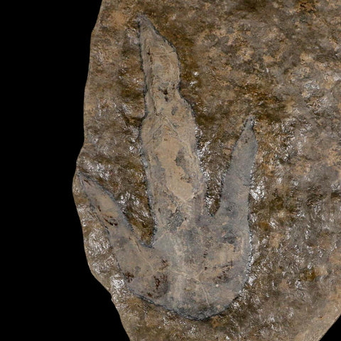 5.6" Grallator Variabilis Dinosaurs Tracks Foot Prints Jurassic Age France COA, Stand