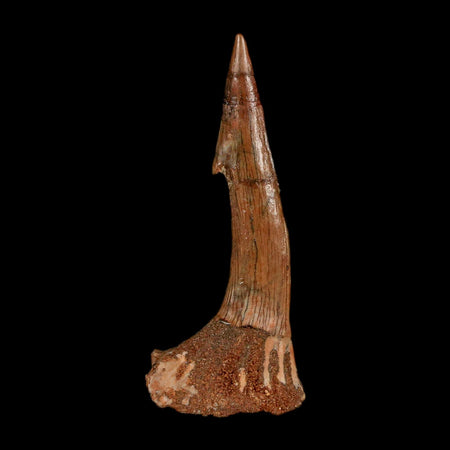 1.9" Sawfish Fossil Tooth Barb Onchopristis Numidus Cretaceous Dinosaur Era COA