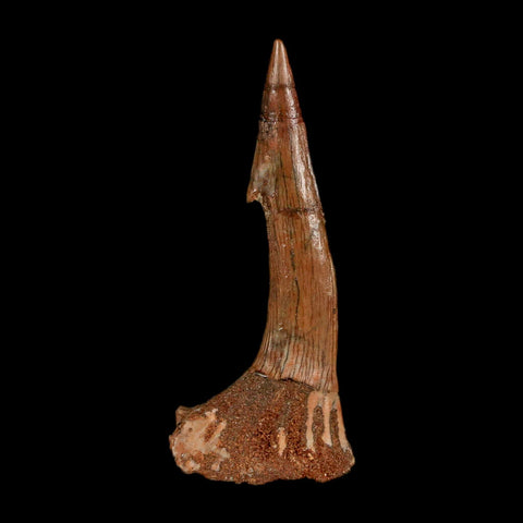 1.9" Sawfish Fossil Tooth Barb Onchopristis Numidus Cretaceous Dinosaur Era COA - Fossil Age Minerals