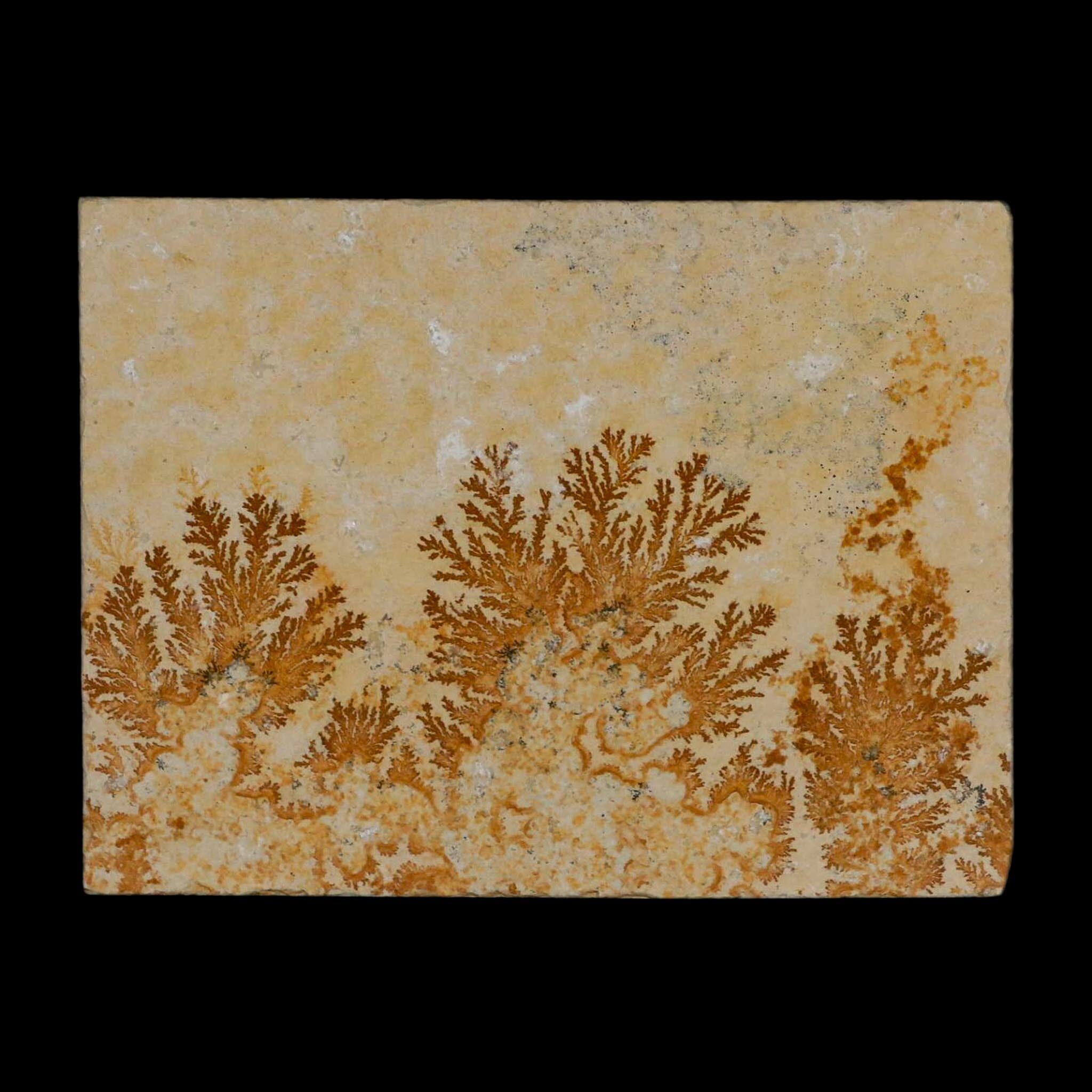 3.1" Pyrolusite Dendritic Limestone Solnhofen Upper Jurassic Age West Germany - Fossil Age Minerals