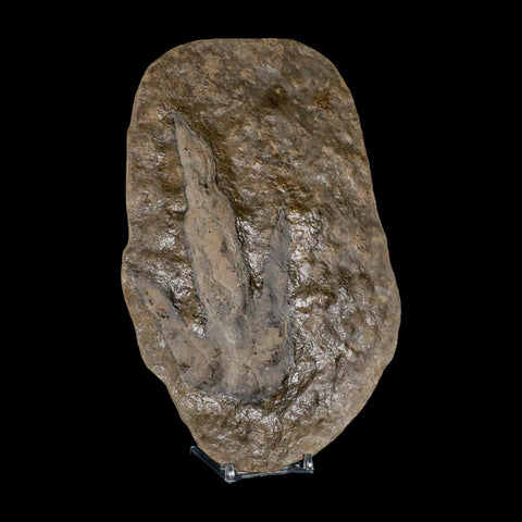 5.6" Grallator Variabilis Dinosaurs Tracks Foot Prints Jurassic Age France COA, Stand