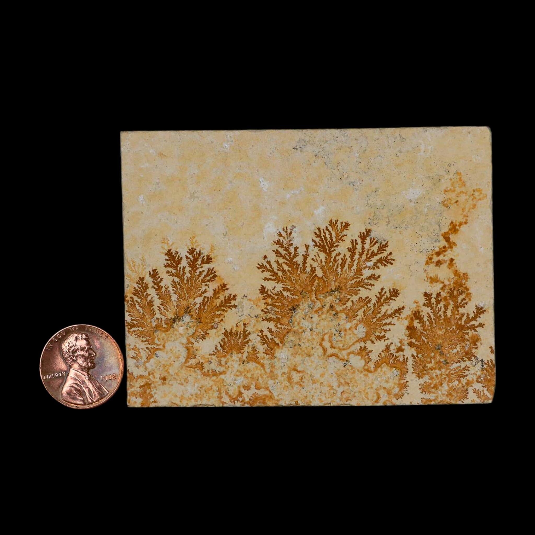 3.1" Pyrolusite Dendritic Limestone Solnhofen Upper Jurassic Age West Germany - Fossil Age Minerals