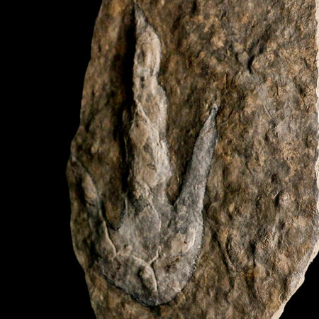 5.6" Grallator Variabilis Dinosaurs Tracks Foot Prints Jurassic Age France COA, Stand