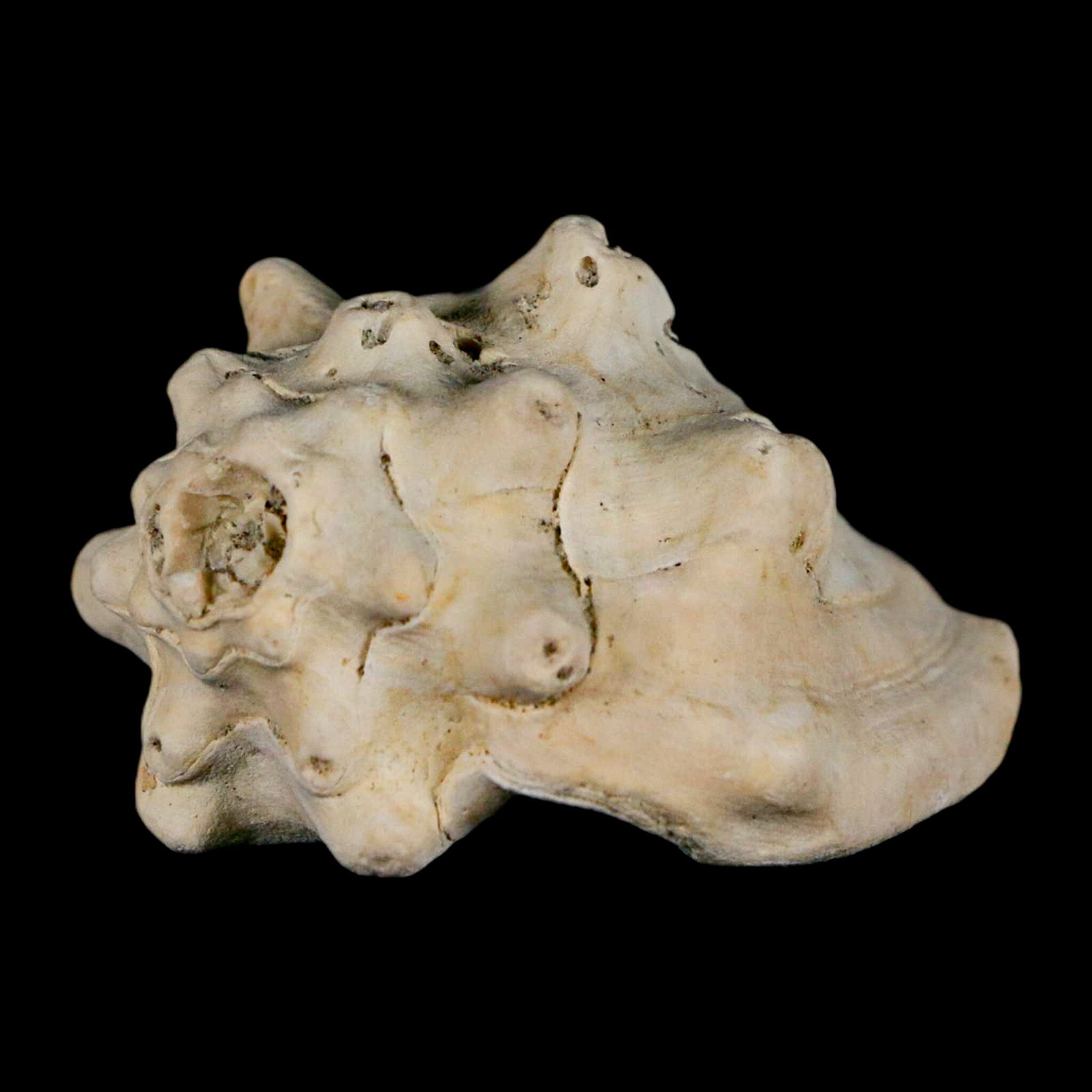2.5" Strombus Bubonius Fossil Shell Gastropod Pliocene Age Almeria, Spain - Fossil Age Minerals