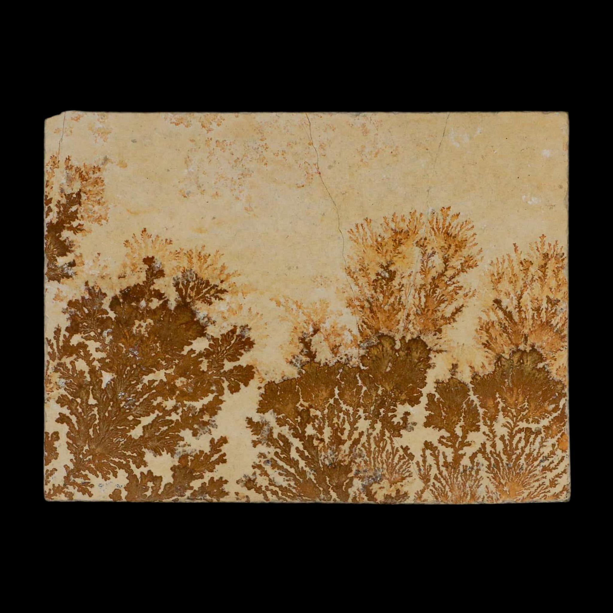 3.1" Pyrolusite Dendritic Limestone Solnhofen Upper Jurassic Age West Germany - Fossil Age Minerals