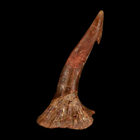 1.4" Sawfish Fossil Tooth Barb Onchopristis Numidus Cretaceous Dinosaur Era COA