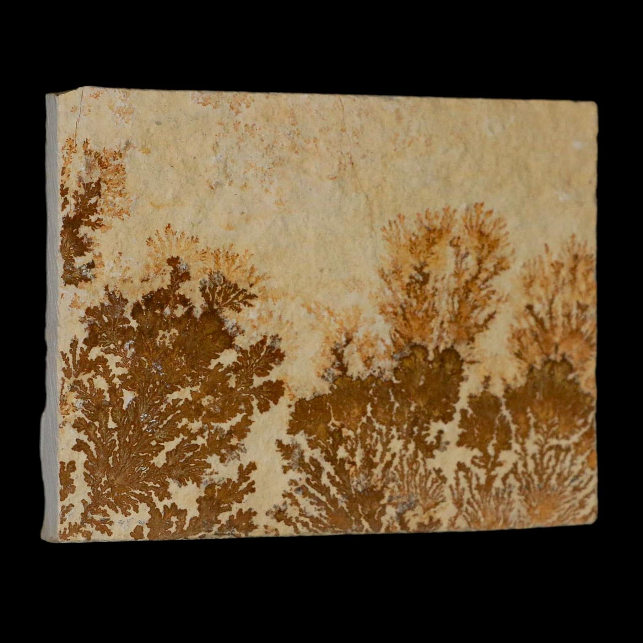 3.1" Pyrolusite Dendritic Limestone Solnhofen Upper Jurassic Age West Germany - Fossil Age Minerals