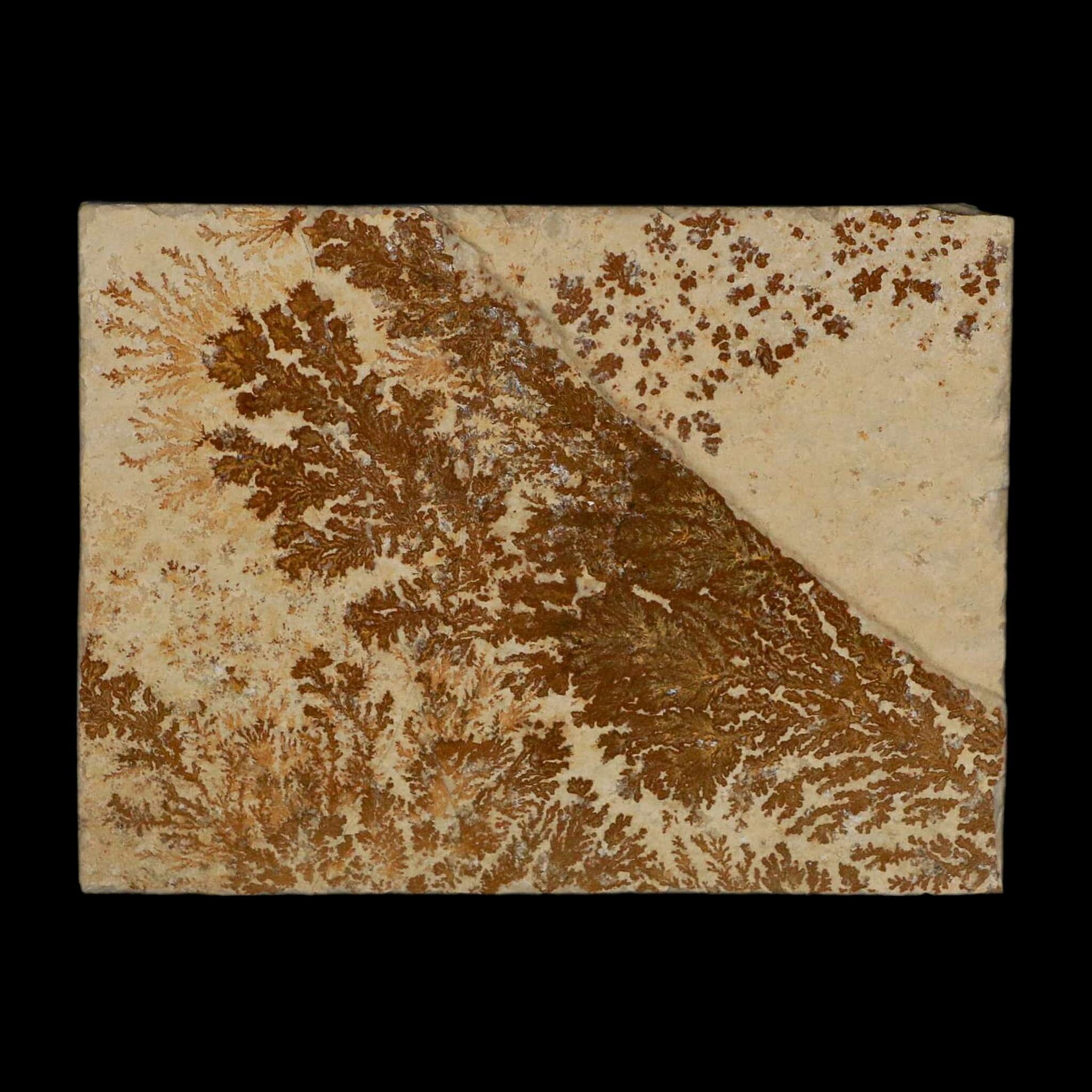 3.1" Pyrolusite Dendritic Limestone Solnhofen Upper Jurassic Age West Germany - Fossil Age Minerals