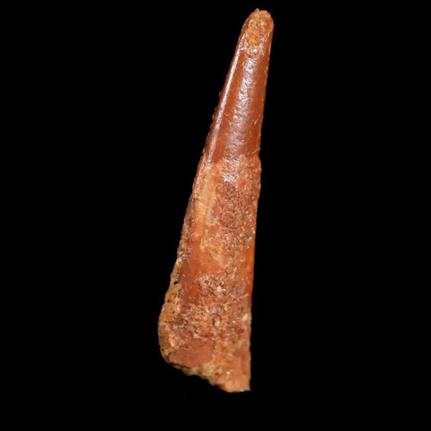 0.9" Pterosaur Coloborhynchus Fossil Tooth Upper Cretaceous Morocco COA & Display - Fossil Age Minerals