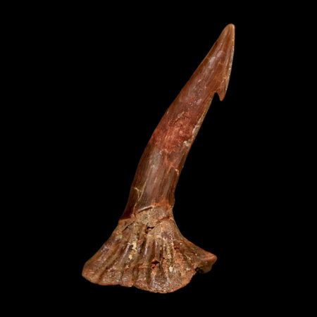 1.4" Sawfish Fossil Tooth Barb Onchopristis Numidus Cretaceous Dinosaur Era COA