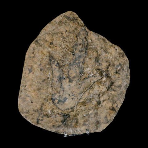 5.6" Grallator Variabilis Dinosaurs Tracks Foot Prints Jurassic Age France COA, Stand