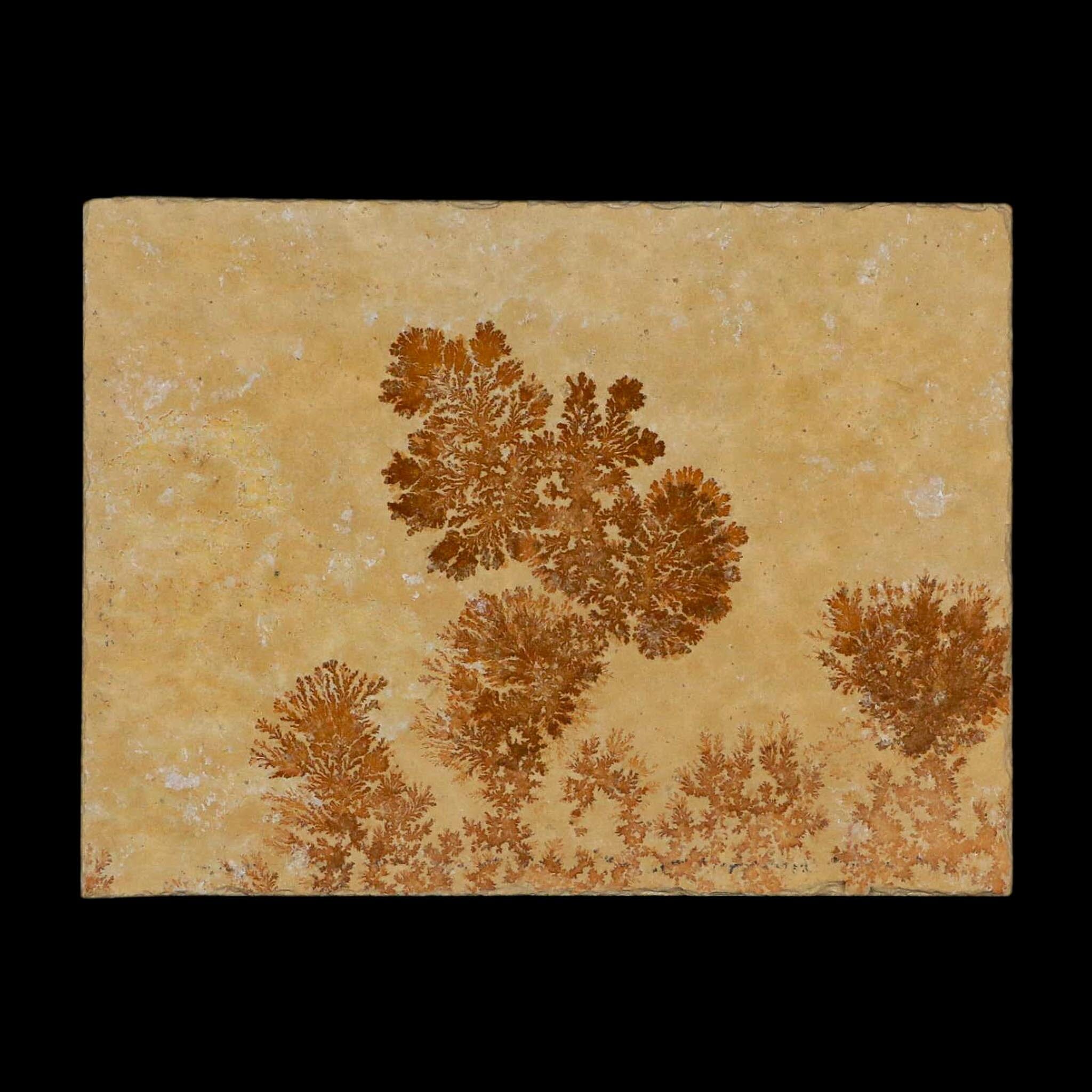 3.1" Pyrolusite Dendritic Limestone Solnhofen Upper Jurassic Age West Germany - Fossil Age Minerals