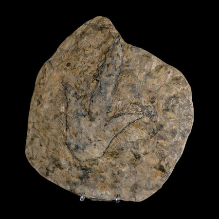 5.6" Grallator Variabilis Dinosaurs Tracks Foot Prints Jurassic Age France COA, Stand