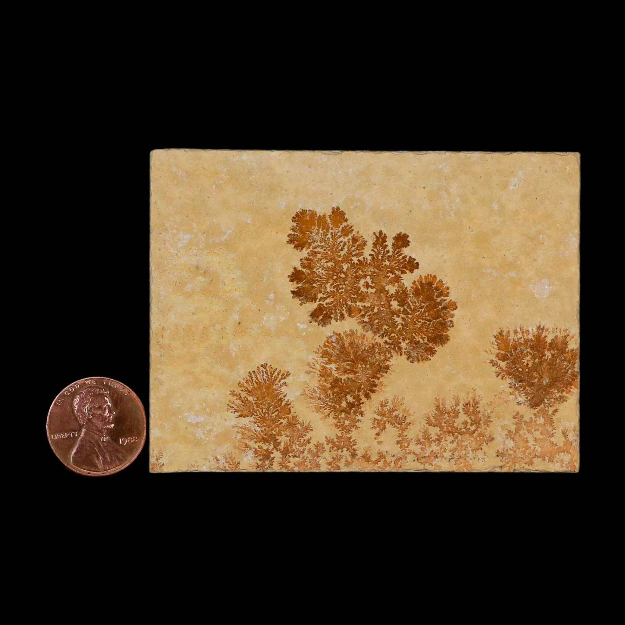3.1" Pyrolusite Dendritic Limestone Solnhofen Upper Jurassic Age West Germany - Fossil Age Minerals