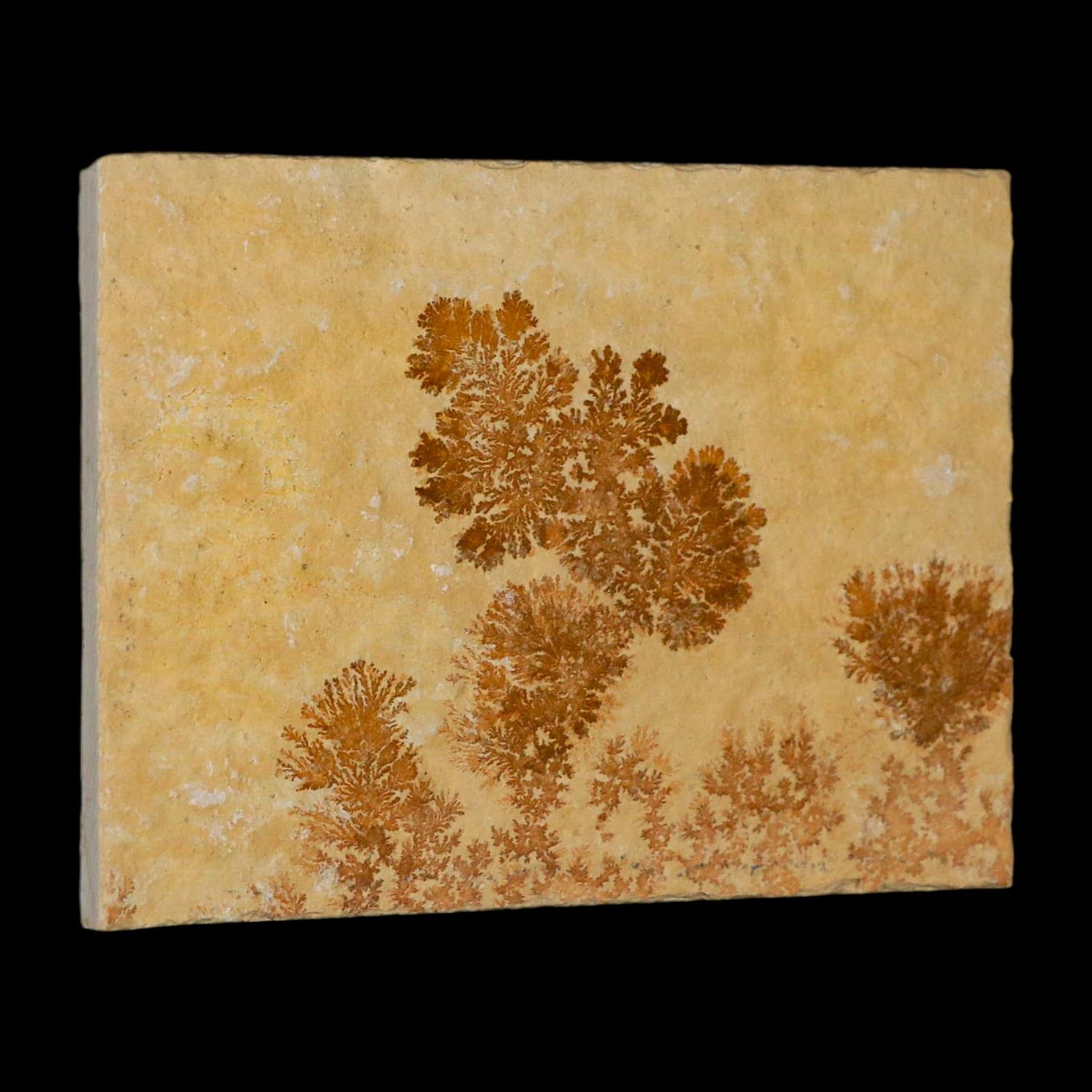 3.1" Pyrolusite Dendritic Limestone Solnhofen Upper Jurassic Age West Germany - Fossil Age Minerals