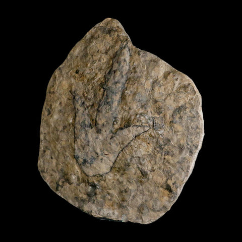 5.6" Grallator Variabilis Dinosaurs Tracks Foot Prints Jurassic Age France COA, Stand