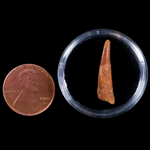 0.9" Pterosaur Coloborhynchus Fossil Tooth Upper Cretaceous Morocco COA & Display - Fossil Age Minerals